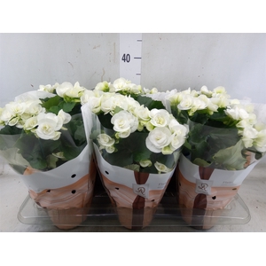 Begonia elat. HL 'Clara'