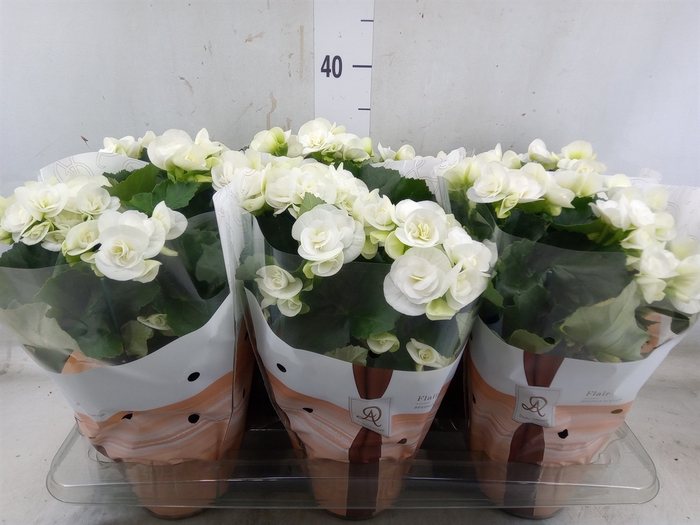 <h4>Begonia elat. HL 'Clara'</h4>
