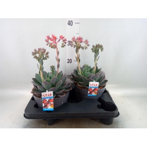Echeveria  'Blue Prince'
