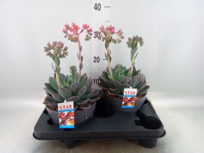 <h4>Echeveria  'Blue Prince'</h4>