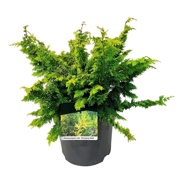 <h4>Chamaecyparis o. 'Fernspray Gold'</h4>