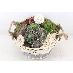 arr4 Semp PL - Mand pioni