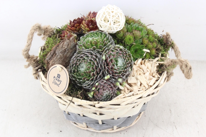 <h4>arr4 Semp PL - Mand pioni</h4>