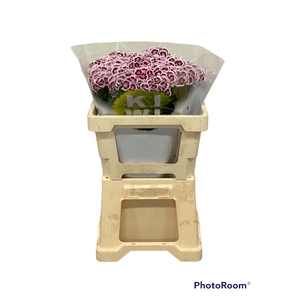 DI BARB KW PK MAROON