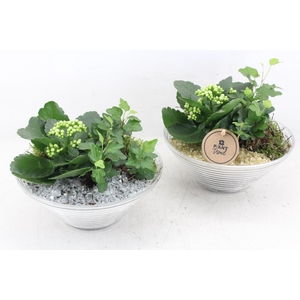 arr2 PL - Glas ribbelschaal x3 - goud/zilver