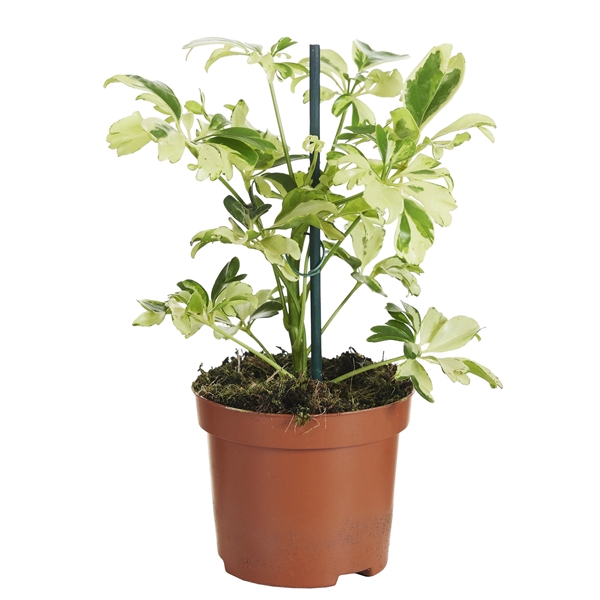 <h4>Schefflera Janine</h4>