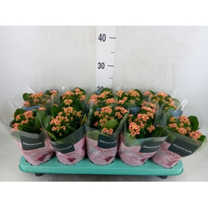 Kalanchoe blos. 'Serenity Apricot'