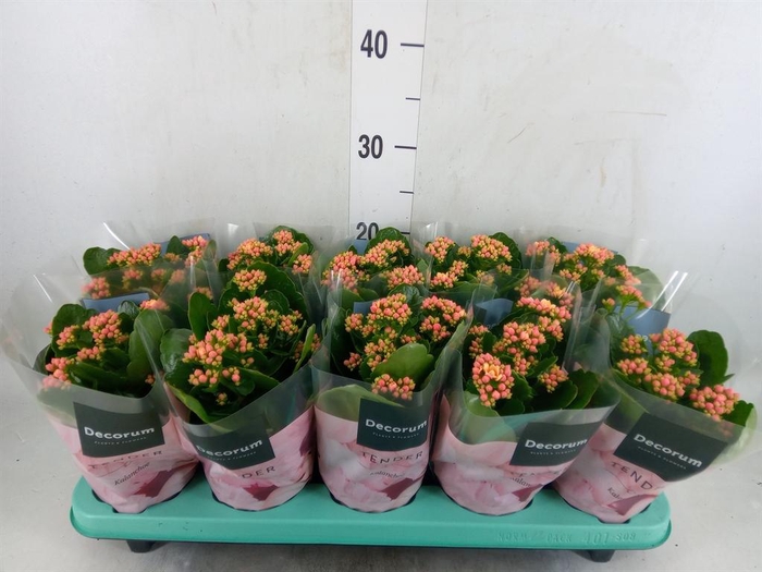 <h4>Kalanchoe blos. 'Serenity Apricot'</h4>