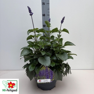SALVIA MYS SPIRES BL