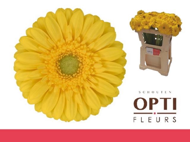 <h4>Gerbera mini Emoji</h4>