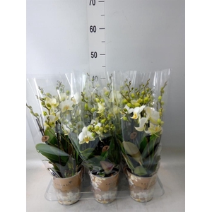 Phalaenopsis multi. 'Ant Lausanne'