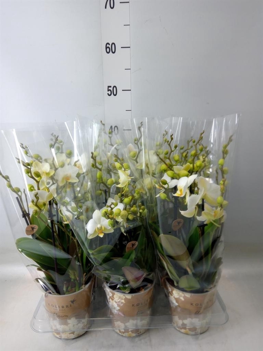 <h4>Phalaenopsis multi. 'Ant Lausanne'</h4>