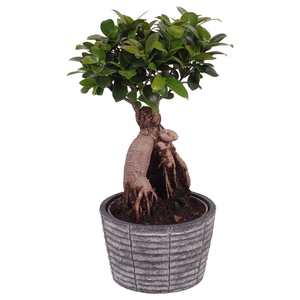 Ficus Mi Ginseng Keramiek Rustic Touch