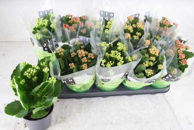 <h4>KAL GE GEM 4 KL</h4>