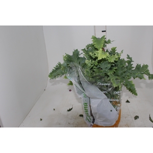 PHLEBODIUM AUREUM DAVANA C21