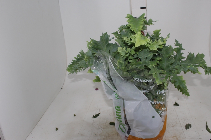 <h4>PHLEBODIUM AUREUM DAVANA C21</h4>