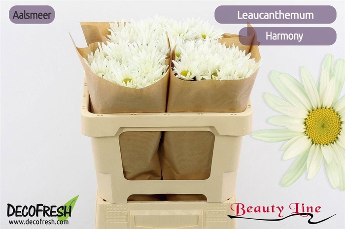 <h4>Leuc S Harmony</h4>