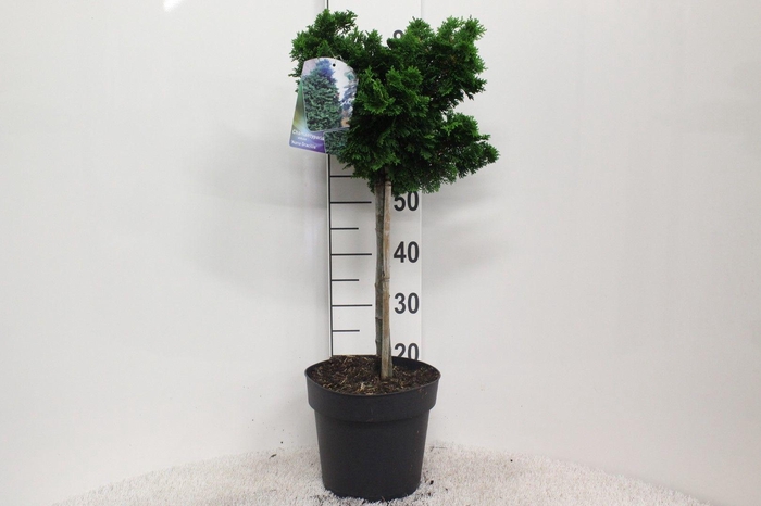 <h4>Chamaecyparis obtusa 'Nana Gracilis' op stam P24 potgedrukt</h4>