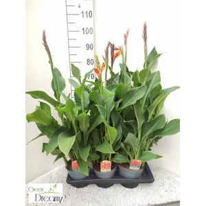 CANNA CANNOVA GEM