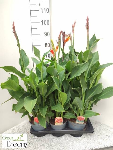 <h4>CANNA CANNOVA GEM</h4>