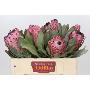PROTEA MAGNIFICA
