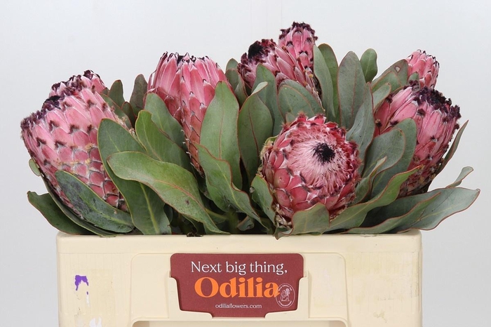 <h4>PROTEA MAGNIFICA</h4>