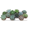 Echeveria Mix (12 Spc.)