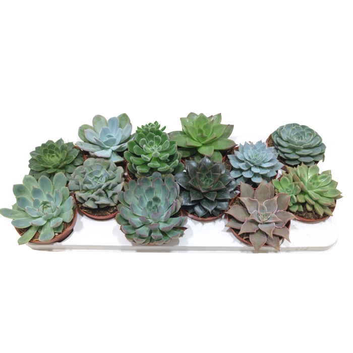 <h4>Echeveria Mix (12 Spc.)</h4>