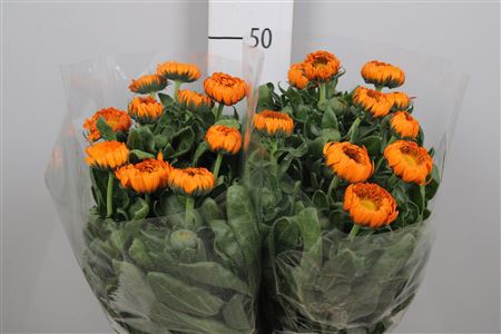 <h4>Calend Green Spot Or</h4>