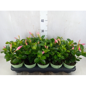 Mandevilla  'Sundavil Pink'