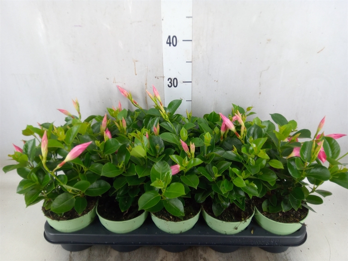 <h4>Mandevilla  'Sundavil Pink'</h4>