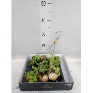 Dischidia nummul.