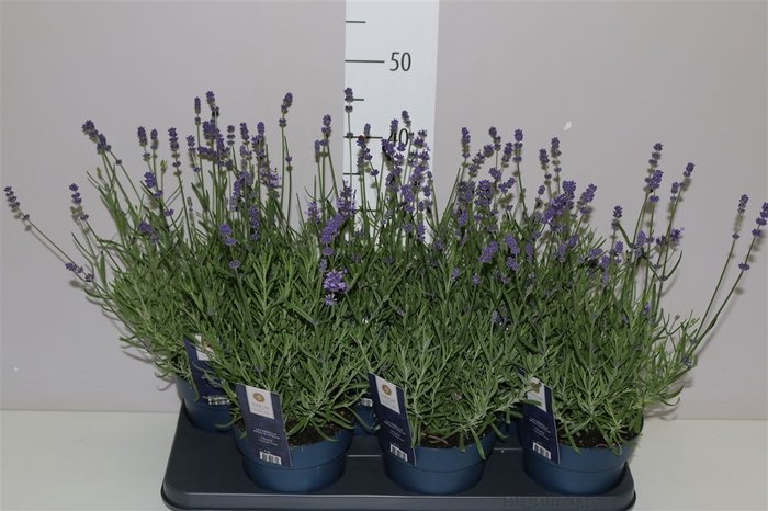 <h4>Lavandula An Felice</h4>