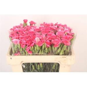 Di Symply Cherry Cerise