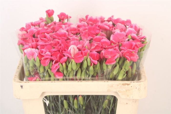 <h4>Di Symply Cherry Cerise</h4>