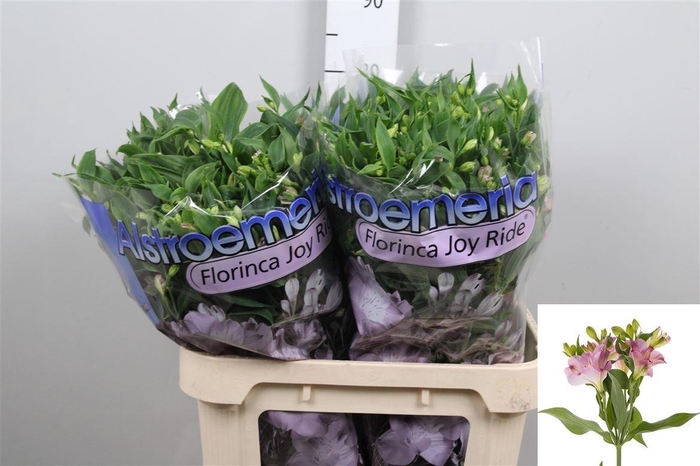 <h4>Alst Fl Joy Ride</h4>