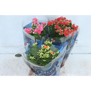 KALANCHOE DOBRADO P11