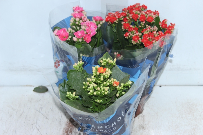 <h4>KALANCHOE DOBRADO P11</h4>