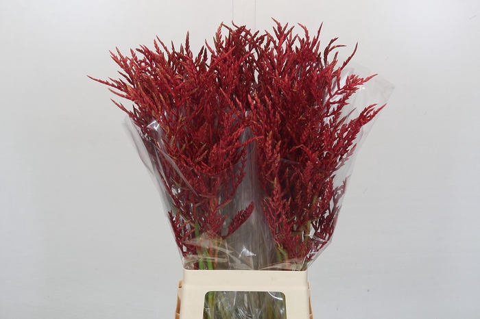 <h4>Bromelia Red Paloma</h4>