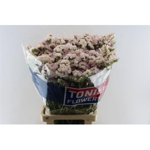 Lim S Apricot Sun Birds