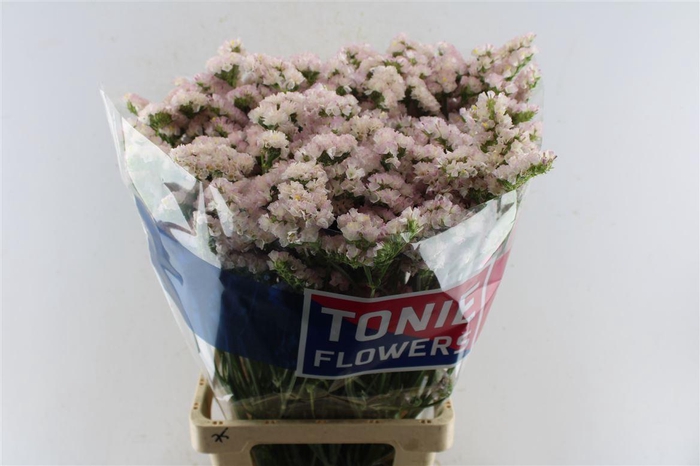 <h4>Lim S Apricot Sun Birds</h4>