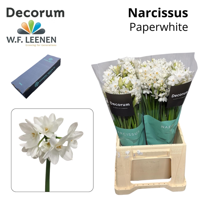<h4>Narcissus Paperwhite Small Box 100</h4>