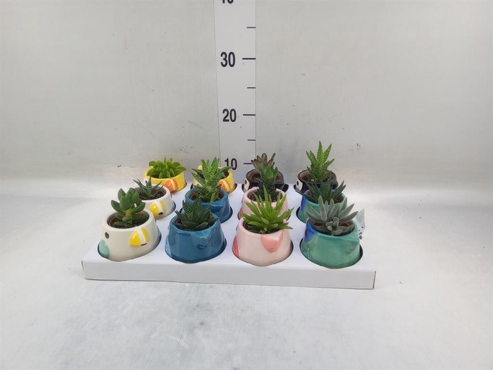 <h4>Succulents   ...</h4>