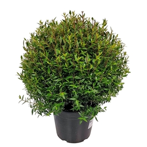 MYRTUS COM