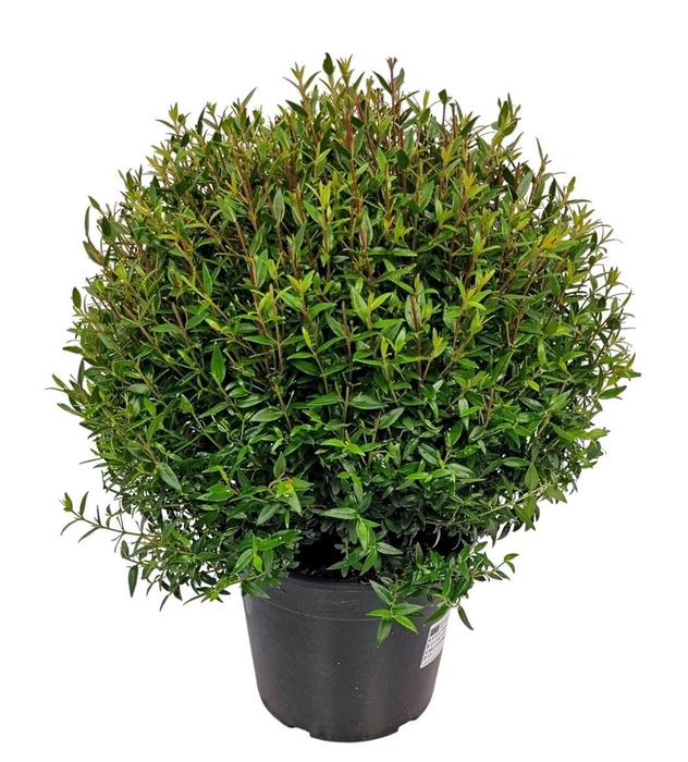 <h4>MYRTUS COM</h4>