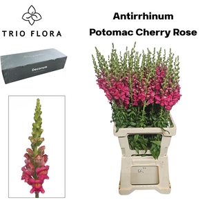 ANTIR POTO CHER ROSE Big Box 80