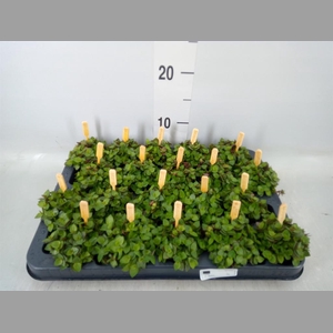 Callisia repens 'Turtle'