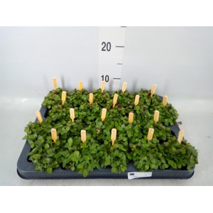 Callisia repens 'Turtle'