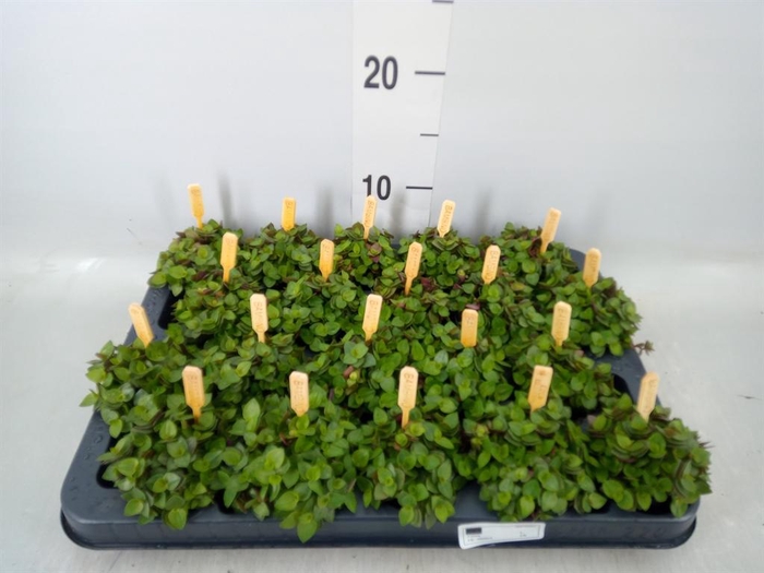 <h4>Callisia repens 'Turtle'</h4>