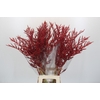 Bromelia Red Paloma